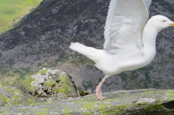 Gina's gull pal (by Iest)